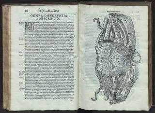 Ulisse Aldrovandi. “De reliquis animalibus exanguibus”, 1606. pp. 178-179.