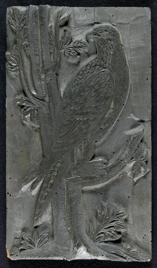 Gyrfalco. Matrice xilografica della collezione di Ulisse Aldrovandi