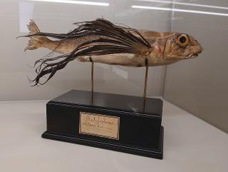Pesce civetta, reperto della collezione di Ulisse Aldrovandi conservata presso Palazzo Poggi.