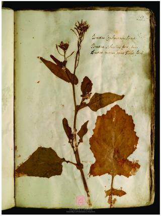 Esemplare di Brassica rapa L. conservato in Erbario Aldrovandi, vol. V, c. 83r.