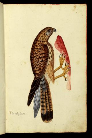 Tavola acquerellata della collezione di Ulisse Aldrovandi, vol. 2, c.19 [a]