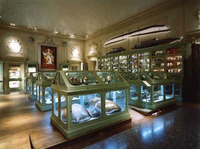 il_museo_di_ulisse_aldrovandi