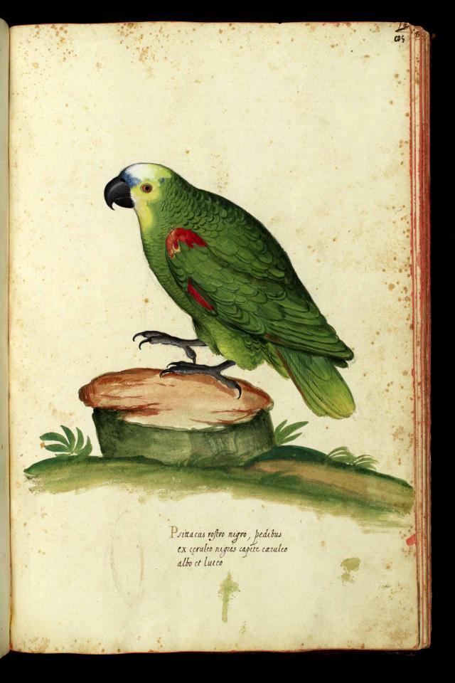 Tavola acquerellata della collezione di Ulisse Aldrovandi, vol. 2, c. 85 [a]