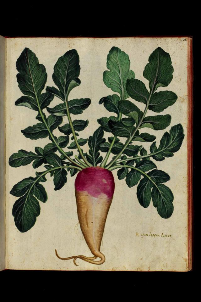 Tavola acquerellata di Ulisse Aldrovandi, vol. 3, c. 98 [a]