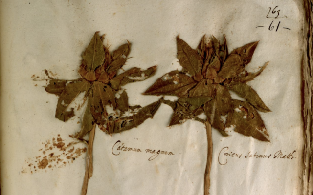 Asteraceae Carthamus lanatus