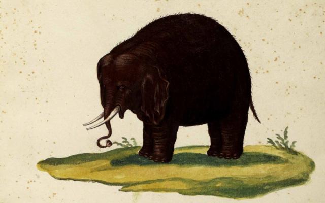 Tavola acquerellata della collezione di Ulisse Aldrovandi, vol. 7
